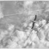 Two flyers